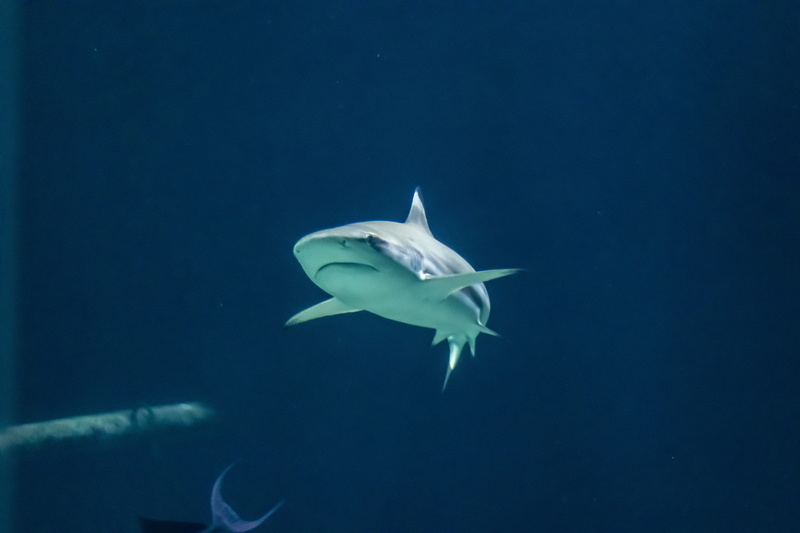 no people, fish, copy space, animal, vertebrate, 5K, hai, marine, one animal, blue, ocean, predatory fish, animal wildlife, nature, animal themes, animals in the wild
