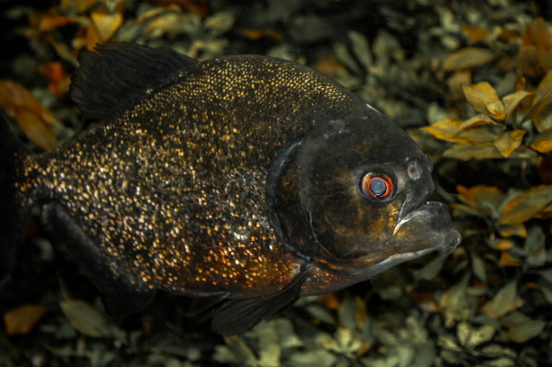 piranha, animal themes, predatory fish, day, fish, sea life, marine, outdoors, close-up, side view, underwater, focus on foreground, land, dangerous, animal wildlife