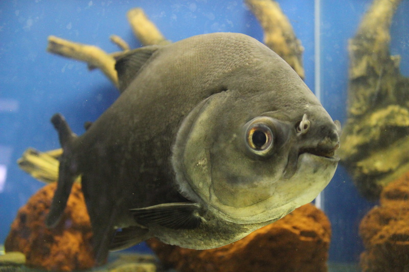 animal wildlife, marine, water, one animal, vertebrate, nature, close-up, animals in the wild, underwater, Piranha, fish, Aquarium, no people, Predatory Fish