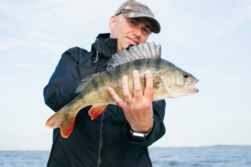 day, freshwater fish, perch, sky, catch of fish, predator anglers, outdoors, holding, horizon over water, sea, lures, seafood, one person, one animal, angler