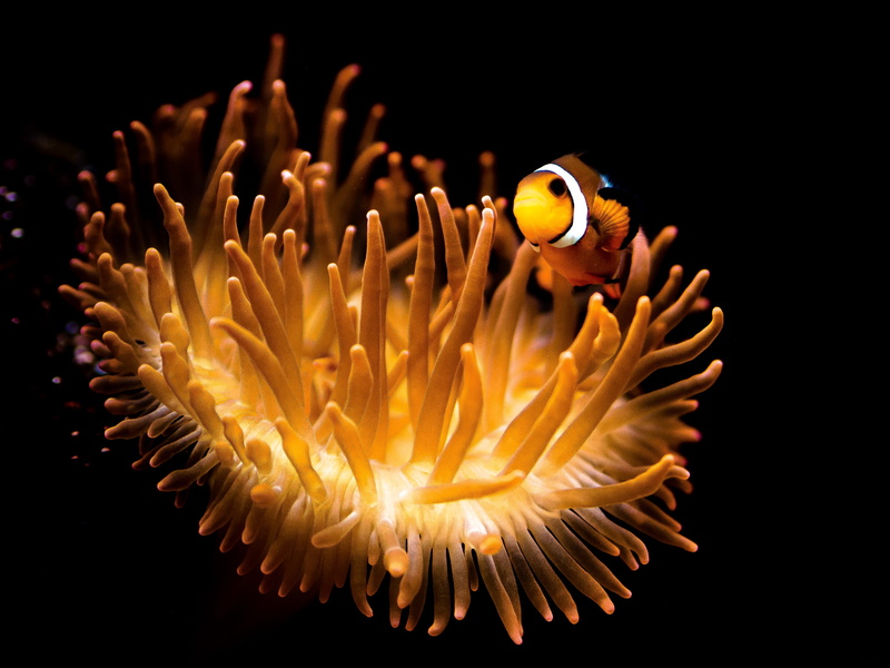 close-up, invertebrate, sea life, one animal, underwater, egypt, no people, animal wildlife, beauty in nature, coral, marine, clown fish, 2K, animals in the wild