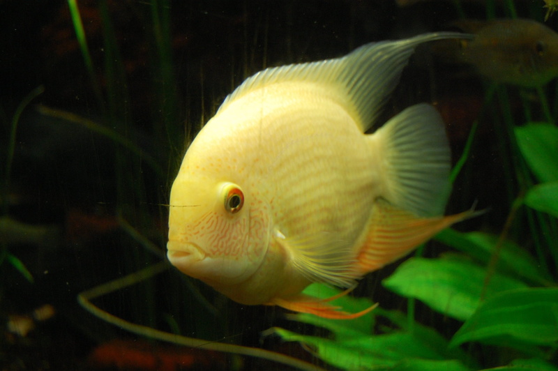 animal wildlife, meeresbewohner, marine, Fish, Cichlid, transparent, one animal, animals in the wild, tank, yellow, vertebrate, animals in captivity, animal themes