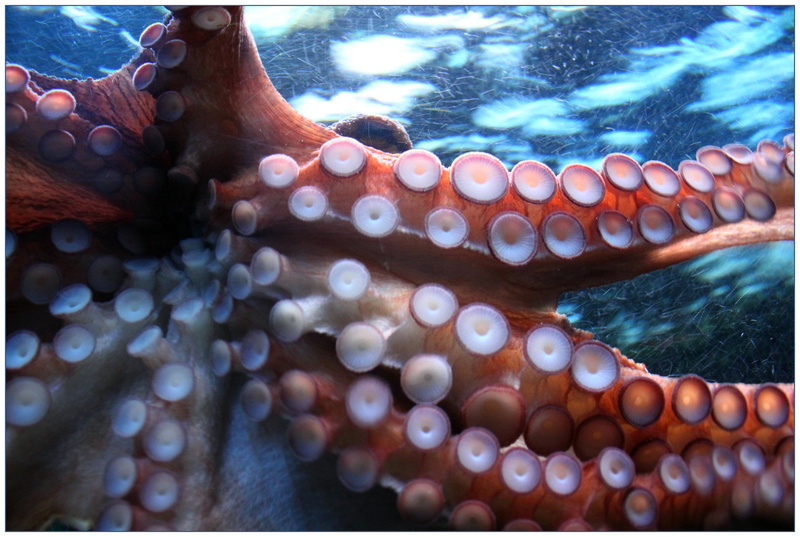 no people, animals in the wild, animal themes, tank, suction cup, meeresbewohner, selective focus, maritime, squid, water, 4K, swimming, animal, animals