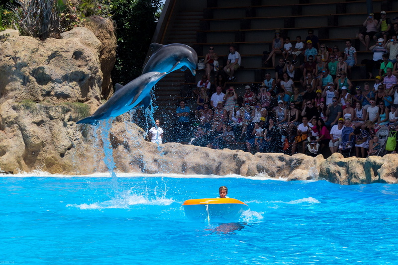 fun, sport, lifestyles, meeresbewohner, dolphin show, motion, waterfront, crowd, nature, 2K, water, inflatable, dolphins, adult, swimming pool, people