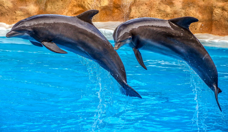 group of animals, dolphin show, motion, fins, sea, action attraction, nature, pool, no people, grey, presentation, swimming pool, 4K, water surface, animals in the wild