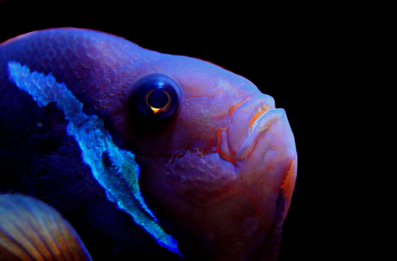 underwater world, animal body part, saltwater fish, sea animal, sea life, exot, animal wildlife, no people, fish mouth, underwater, aquarium, swim, vertebrate