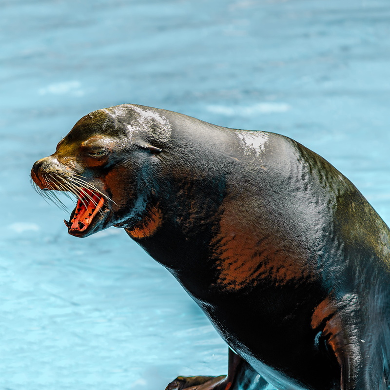 animal wildlife, animal mouth, seal - animal, marine mammals, animal themes, focus on foreground, no people, tooth, head, sea, animals in the wild, nature