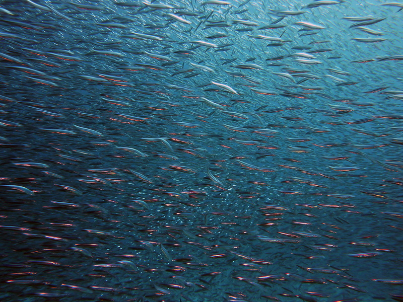 school, swim, blue, sea, full frame, large group of animals, diving, underwater, photography, underwater world, together, marine life, marine, meeresbewohner