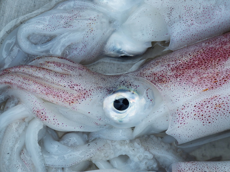 white color, sea, for sale, no people, healthy eating, market, marine, fish market, squids, retail, meeresbewohner, squid, meal, asia, octopus, kitchen