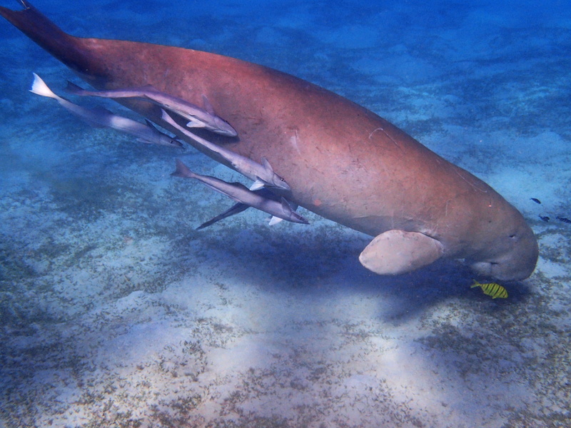 fish, nature, animals in the wild, swimming, sea, one animal, undersea, 4K, animal wildlife, marine, vertebrate, sea life, underwater, water, egypt, Dugong
