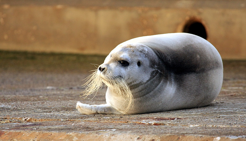 animal head, relaxation, seal - animal, robbe, portrait, outdoors, vertebrate, bart robbe, 2K, lying down, seal, marine, wild animal, meeresbewohner, sea lion