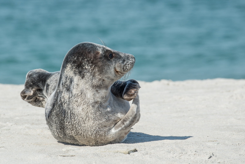 animals in the wild, sunlight, water, 1080P, no people, animal, sand, seal - animal, aquatic mammal, focus on foreground, photo, dune, sea island, focus