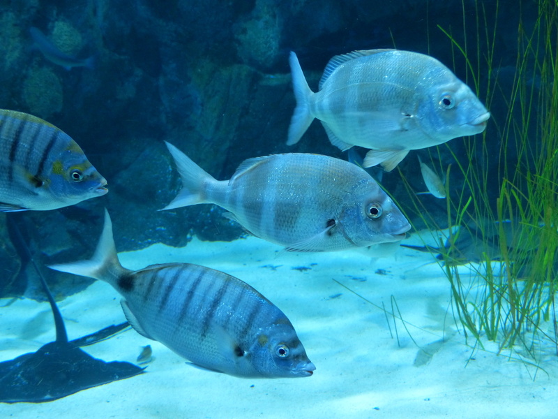 reef, animal wildlife, meeresbewohner, wildlife, sea, vertebrate, aquarium, group of animals, blue, animals in the wild, nature, school of fish, no people