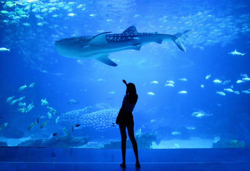sea, aquarium, beside, animals in captivity, undersea, underwater, water, whale, glass - material, tank, swimming, sea life, woman, large group of animals