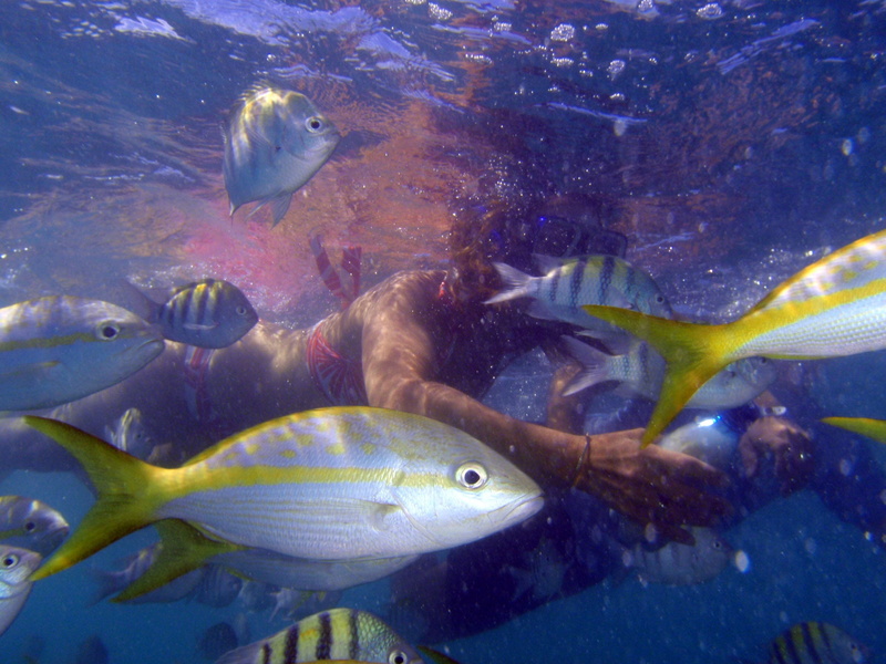 animals in the wild, animal, ezptic, gray, nature, group of animals, animals in captivity, Apnea, yellow, no people, vertebrate, water, woman, Cuba, undersea