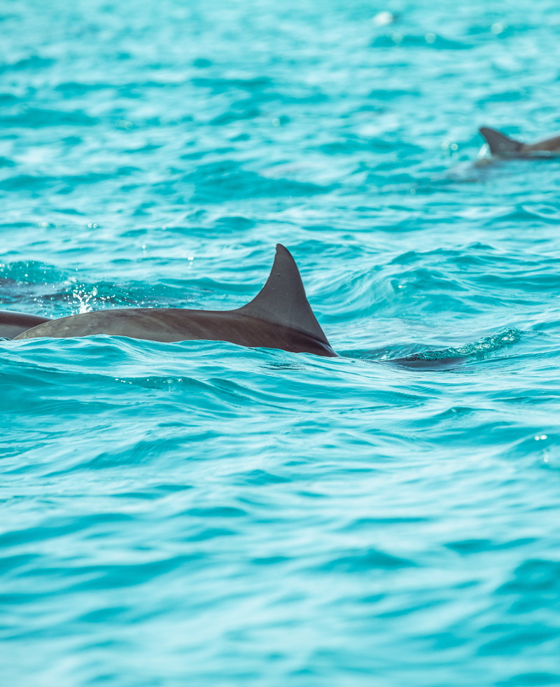 animal, underwater, sea life, animal themes, shark, dolphin, animal body part, tail fin, outdoors, animals in the wild, sea, turquoise colored, 4K, water