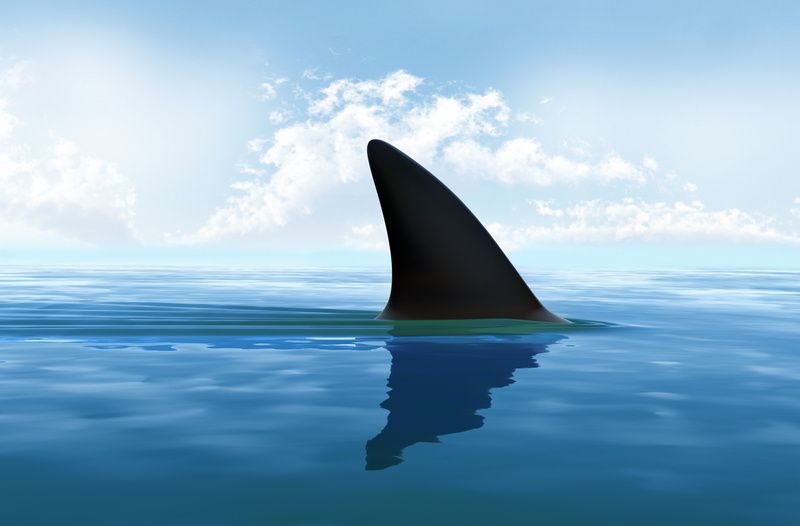shark, sea, 5K, shark fin
