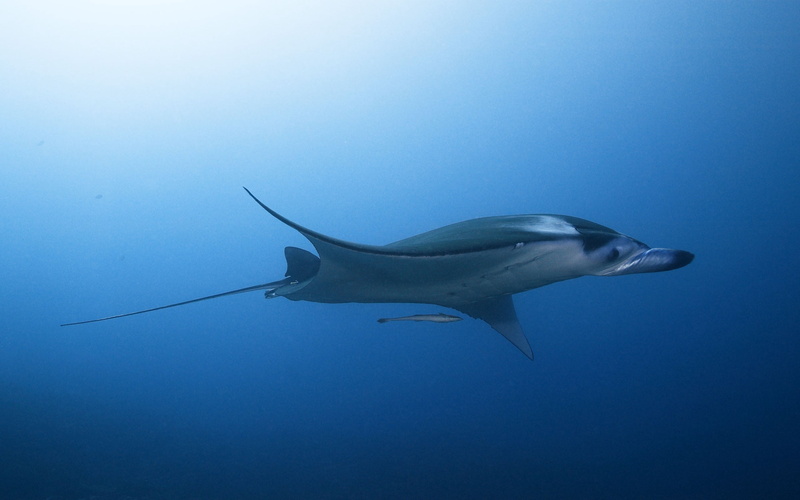 dolphin, wildlife, 2K, manta Ray, blue, undersea, swimming, animal themes, deep, sea, nature, water, fish, vertebrate, gray, reef, animal wildlife, scuba Diving