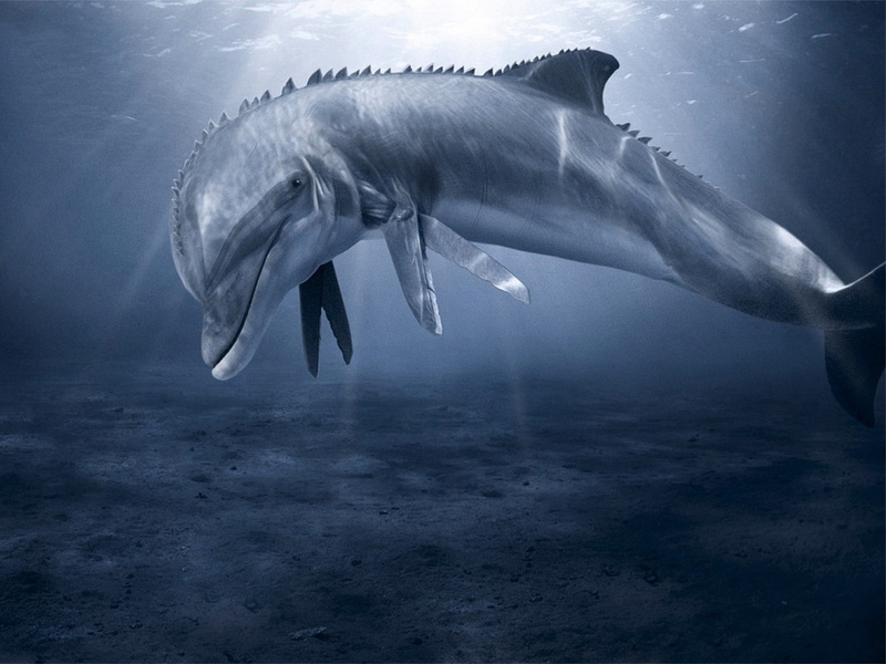 outdoors, dolphin, vertebrate, animal themes, fish, swimming, sea, blue, shark, no people, marine, wildlife, one animal, animal wildlife, carnivore, sea Life