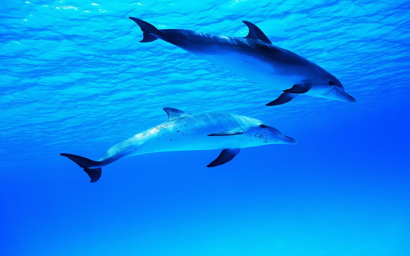 mammal, the ocean, sea, animal Fin, large, motion, undersea, reef, water, carnivore, nature, animal wildlife, worlds, shark, animal, scuba Diving, dolphin