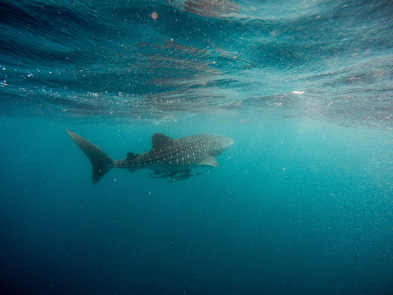 animals in the wild, sea life, swimming, animal themes, sport, australium, one animal, underwater, diving, outdoors, gray, whale, spot, whale shark, swim