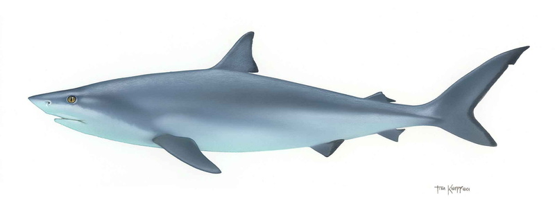 marine, underwater, water, Bull Shark, bull, animal, sea Life, leucas, animal Fin, motion, blue, saltwater fish, sea, undersea, fish, no people, Carcharhinus leucas