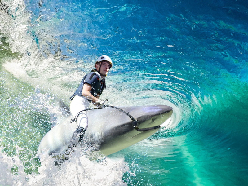 underwater, 1080P, danger, motion, Wave, men, lifestyles, adventure, Sea, Ocean, male, sport, Design, one person, Shark, real people, Sea, dangerous, ocean
