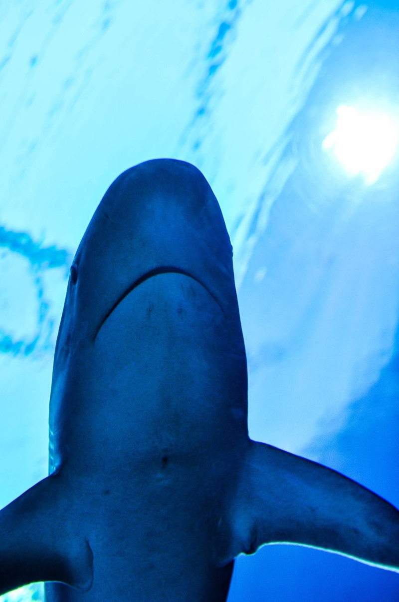 limb, gray, 1080P, human body part, pool, sea, blue, aquarium, undersea, swimming pool, close-up, real people, human leg, low angle view, fish, animal themes