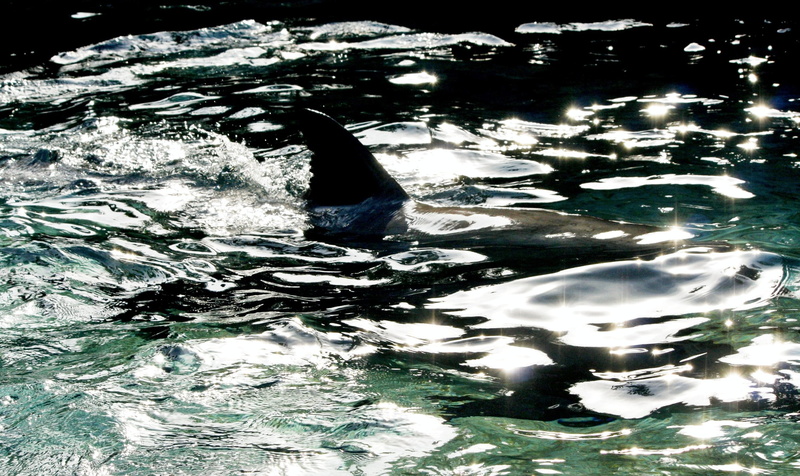 waves, one animal, marine, swimming, ocean, day, sea life, no people, animal themes, aquatic mammal, mammal, animal wildlife, fish, water surface, Shark