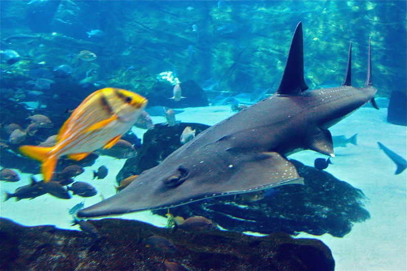 Sharks, Shark Fin Guitarfish, Fish, 1080P