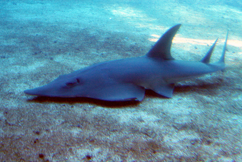 Fish, Sharks, Shark Fin Guitarfish, 2K