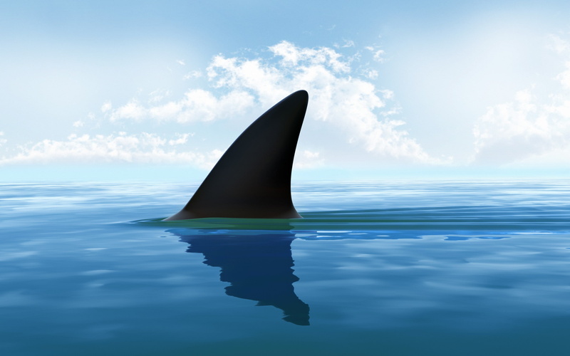 day, waterfront, scenics - nature, underwater, sea, marine, shark, reflection, animal, animal wildlife, one animal, beauty in nature, no people, outdoors