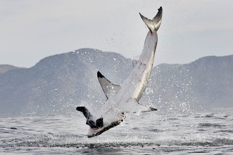 jump, mountains, fly, death, Great, Flight, sea, life, Motion, ocean, 720P, breach, Fins, shark, Hunt, fishes, Explosion, white, water, sealife, spray