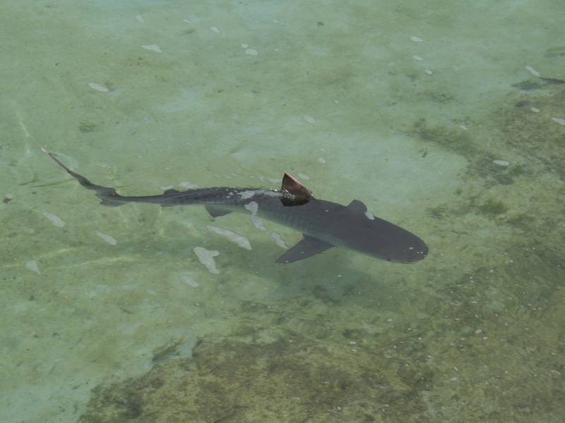 wildlife, swimming, nature, 2K, animal themes, reef shark, animals in the wild, caribbean sea, no people, animal, one animal, high angle view, sea life