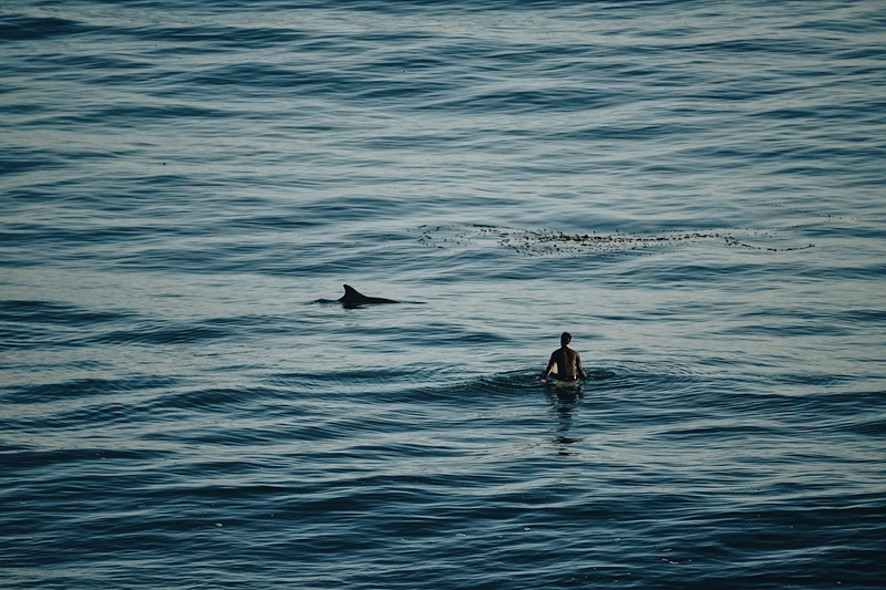 surfer with dolphin, real people, close encounter, shark, riding, surfing, mammal, fin, sea life, nature, body, 4K, swim, surfboard, a7ii, wave, dolphin