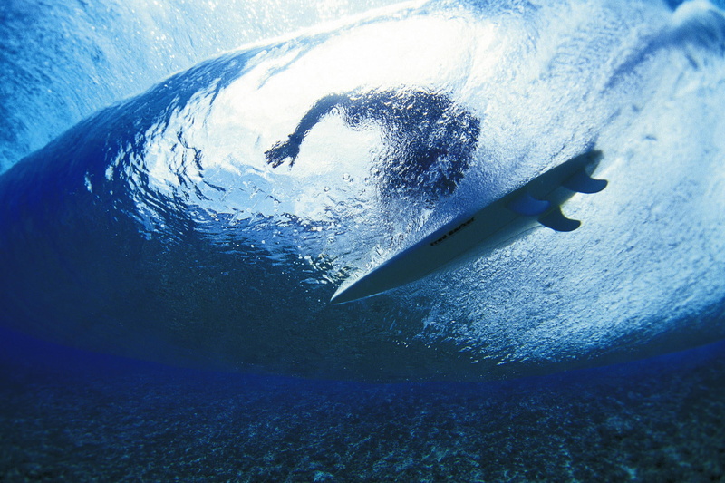 animal themes, swimming, surfing, marine, animal Fin, swimming Animal, white, wildlife, water, sport, no People, 1080P, nature, sea Life, surfboard, deep