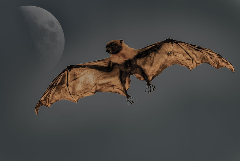 aggression, brown, bat, animal wildlife, flying, motion, 4K, animal body part, vertebrate, moon, no people, spread wings, dogfish, sky, bird, one animal