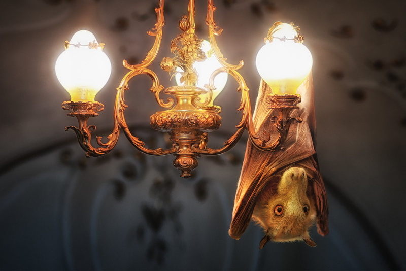 animal themes, light bulb, electric lamp, creativity, Photography, 1080P, Light, Bat, no people, electric light, Chandelier, bright, art and craft, light - natural phenomenon