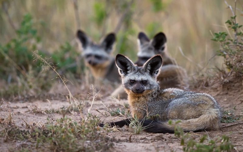 Animal, Bat-Eared Fox, 1080P