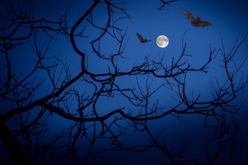 dusk, darkness, 5K, bare tree, animal themes, halloween, night, animal wildlife, moon, outdoors, bats, full moon, planetary moon, branch, tree, bird, vertebrate