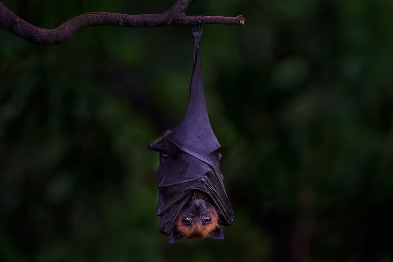 branch, 1080P, bat, black, background, flying Fox