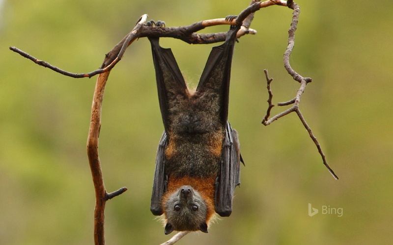 no people, vertebrate, fox, flying, bing, plant, branch, animal wildlife, grey, hanging, focus on foreground, desktop, herbivorous, one animal