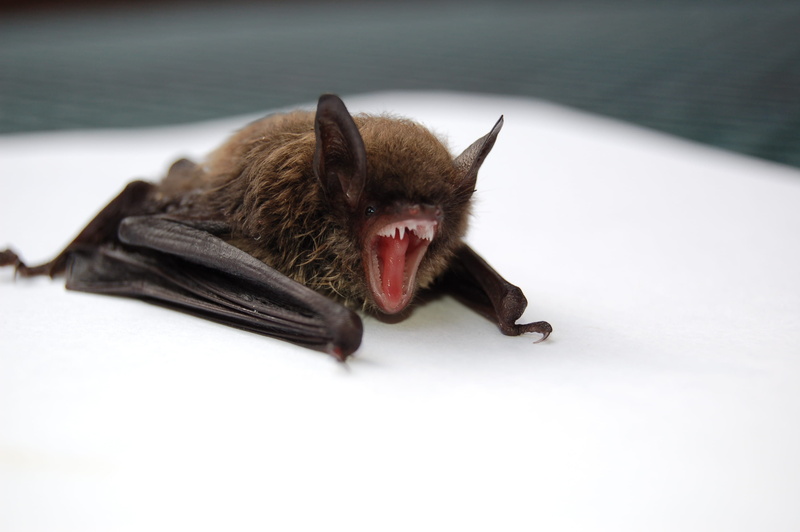 tooth, black, animal themes, feline, animal body part, 2K, mouth, vertebrate, domestic cat, animals And Pets, cute, no people, close-up, bat, facial expression