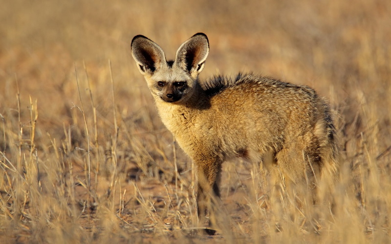 Animal, Bat-Eared Fox, 1080P
