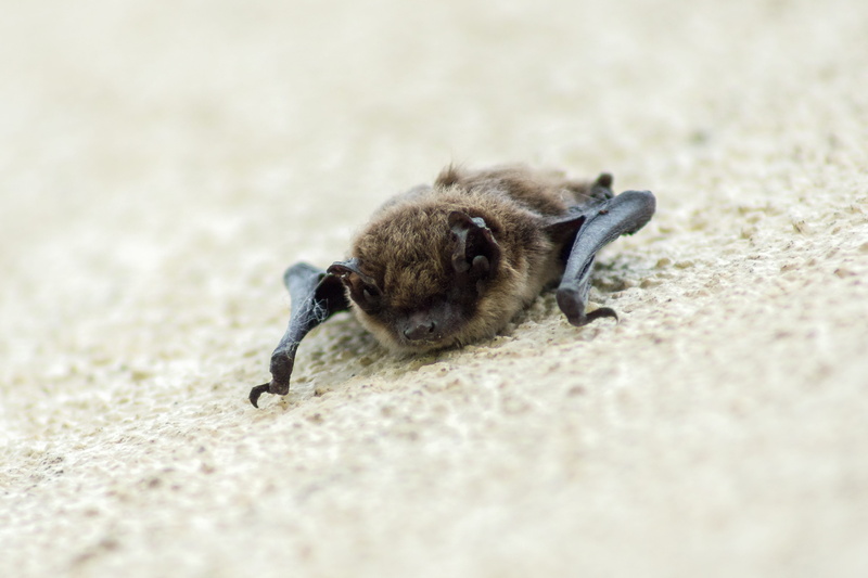 sand, one animal, animal, young animal, vampire, nocturnal, close-up, land, selective focus, rodent, bat, animal wildlife, beach, animals in the wild, portrait
