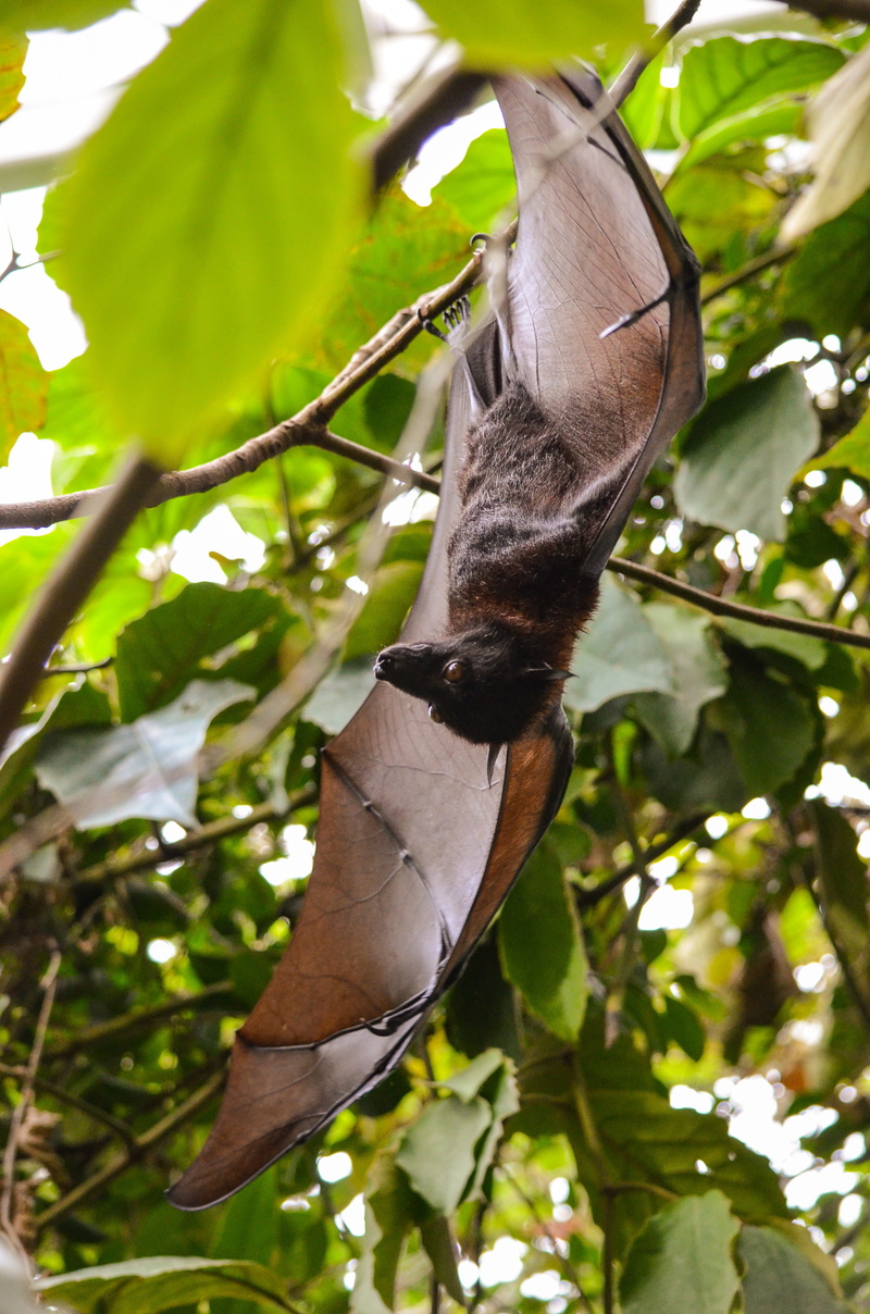 selective, fruits, fledertier, mammal, animal world, black, hanging, animal, no people, wing, brown, animal themes, animal wildlife, green color, branch