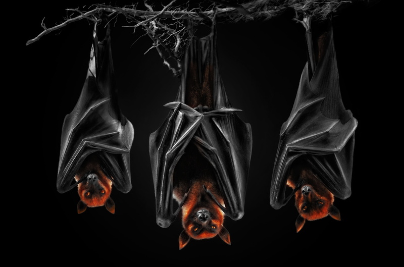 night bats, black background, bats, the dark background, Pteropus, flying fox, flying dogs, 1080P