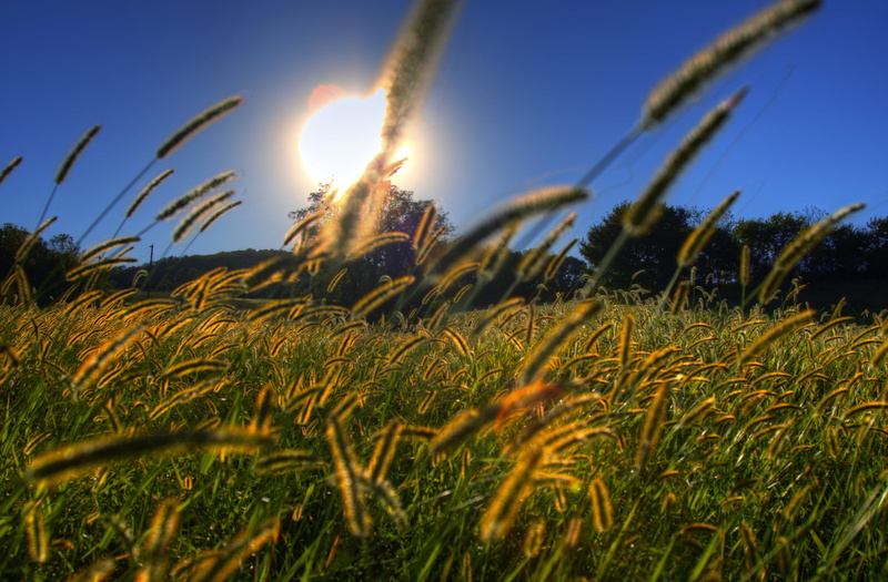 grass, green, trees, sun, sunset, fall, green grass, hdr, sunlight, nature, grass  green, sky, summer, field, 1080P, outdoors, autumn, canon, sunny