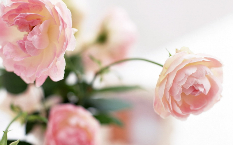 PINK, peonies, peony, delight, hd, art, Flowers, nature, 720P, pastel