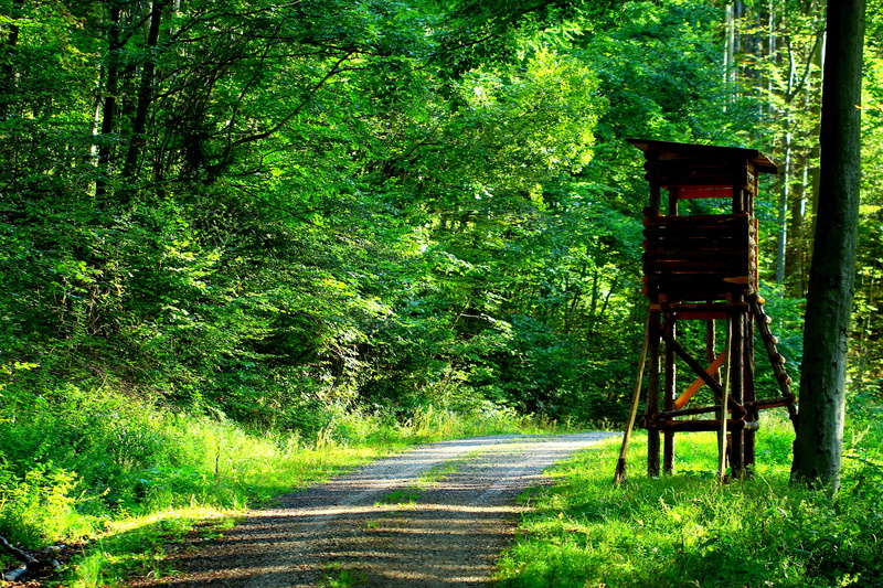 forest, nature, direction, built structure, landscape, tree, transportation, road, the way forward, day, 5K, plant, grass, green color, delight, outdoors
